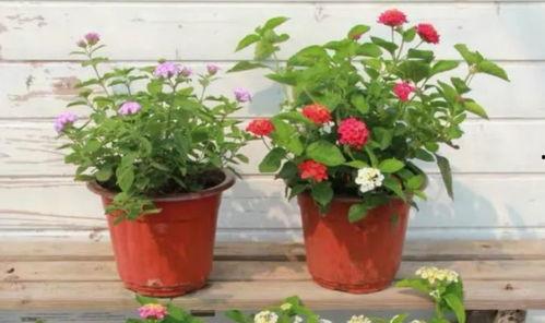 西安村长爆料视频最新版,事件真相与背后故事 第3张 西安村长爆料视频最新版,事件真相与背后故事 第3张